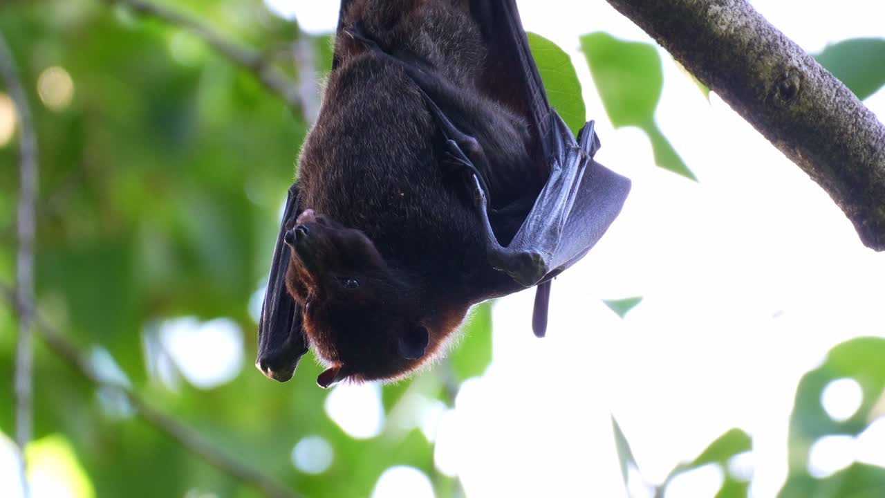 Primo piano di una volpe volante nera appesa a testa in giù a un ramo di un albero in mezzo a una vegetazione lussureggiante, mentre mastica la polpa di un frutto