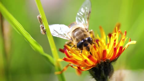 la avispa recoge el néctar de la flor crepis alpina