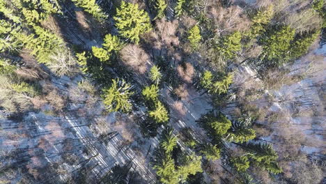 fir trees and bare birches in winter forest aerial