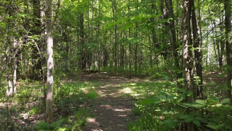 walking into a clearing in the forest