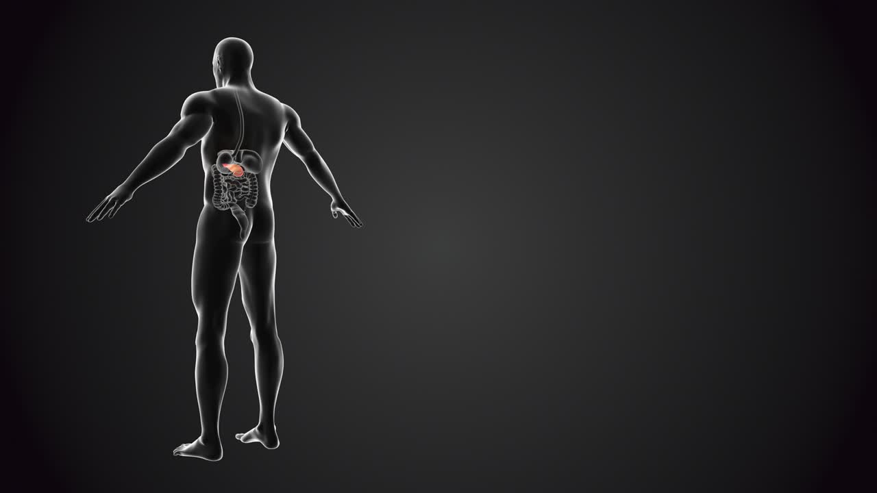 cuerpo humano con páncreas en bucle