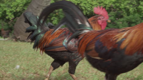 pollos gallo salvajes vagando por la isla de kauai en hawaii