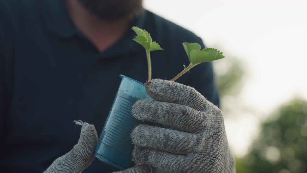 gardener inspects potted strawberry seedling in blue plastic cup under soft morning light wearing gloves checks leaf health before transplant on black mulch bed in lush outdoor garden