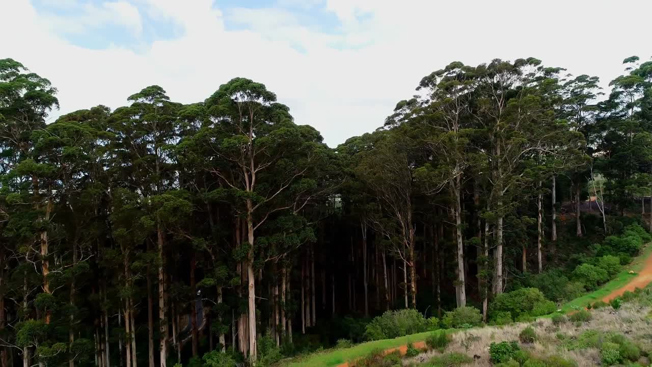 árboles verdes en la ladera de la montaña 4k