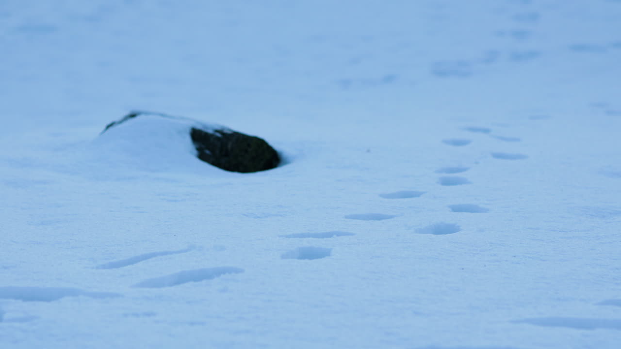Handheld pan and tilt of foot tracks in deep countryside snow