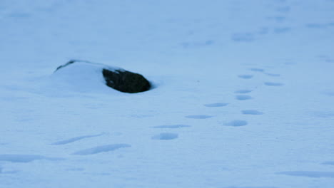 handheld pan and tilt of foot tracks in deep countryside snow