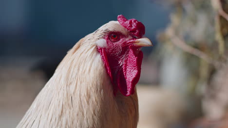 free-range one white domestic rooster chicken on a small rural eco farm, hen looking at camera