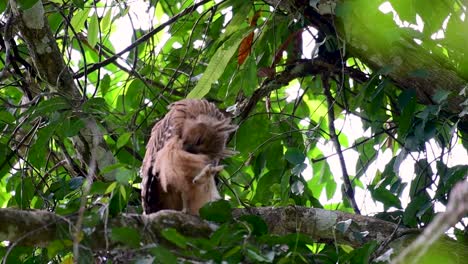 Die-Buffy-Fish-Owl-Ist-Eine-Große-Eule-Und-Doch-Die-Kleinste-Unter-Den-Vier-Fischeulen