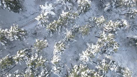 Verschneite-Bäume-Wald-Winter-Luftdrohne