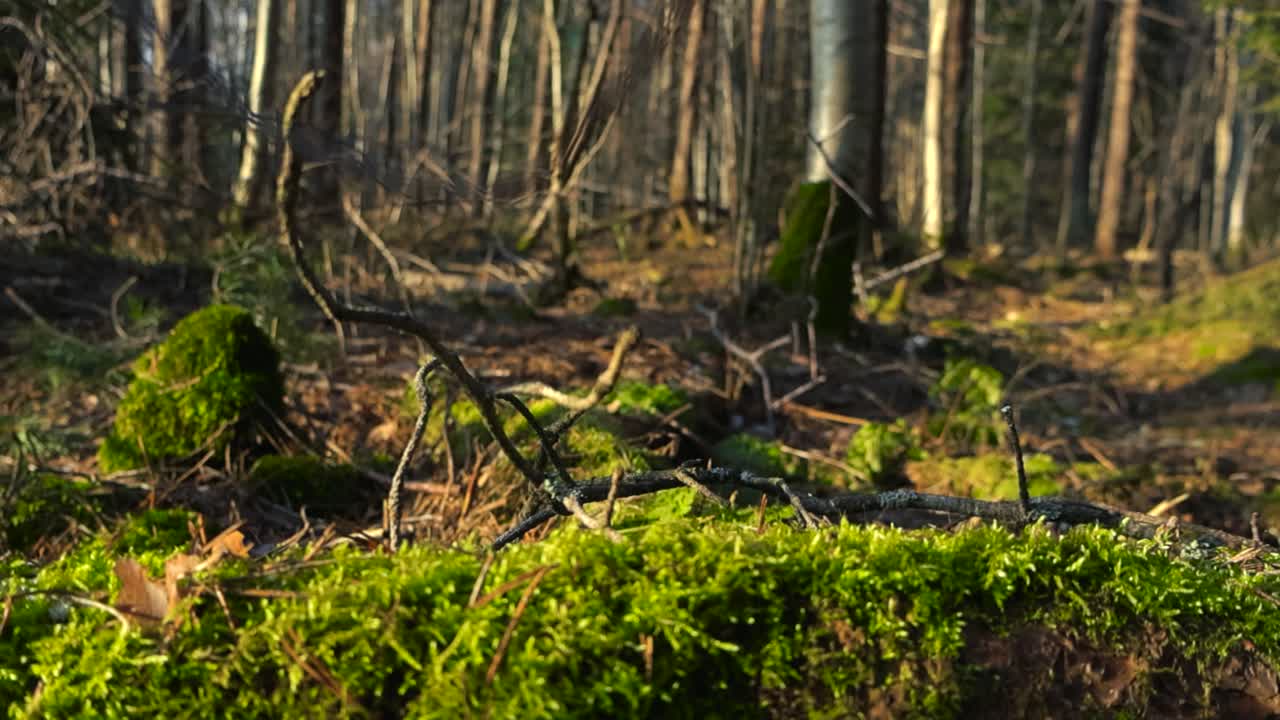 Slow motion footage of low angle forest floor covered with green moss, fallen bare branches and dried forest debris. Sunlight gives warm glow to forest ground. Long tree trunks in the background