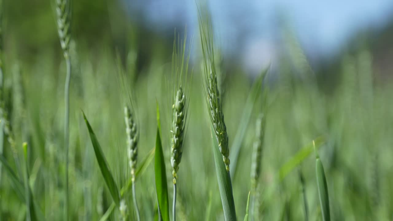 Wheat cultivated in the hilly areas.