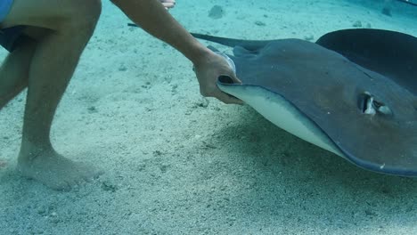 man petting a stingray underwater shot in slow motion. clear water