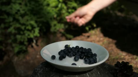 bilberries in bowl in forest, man picking wild berries, closeup