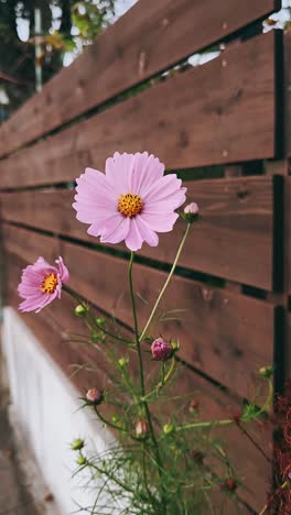 flores rosadas del cosmos junto a la valla de madera