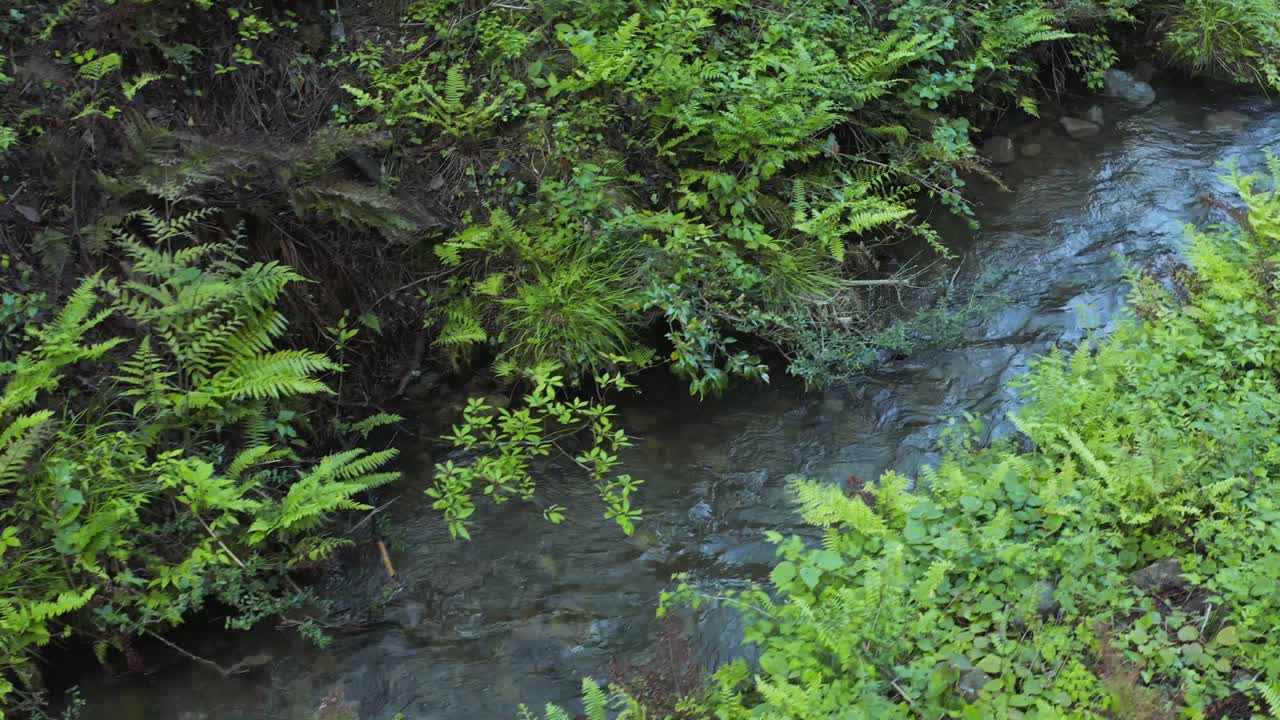 corriente de agua pura de montaña que fluye desde el monte daisen, tottori, japón