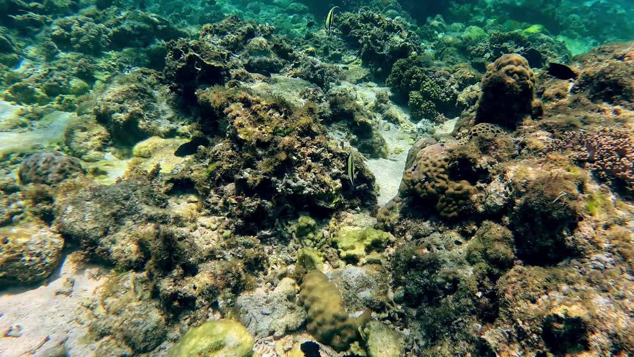 Candid swimming POV following a bannerfish or Heniochus diphreutes to reveal a cluster of corals teeming with reef fishes in Apo Island. Dauin, Negros Oriental, Philippines