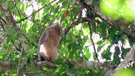 The Buffy Fish Owl is a big owl and yet the smallest among the four Fish Owls