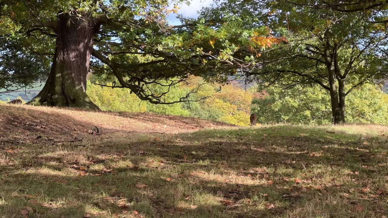 Wild deer, stag grazing in the countryside under wooded area