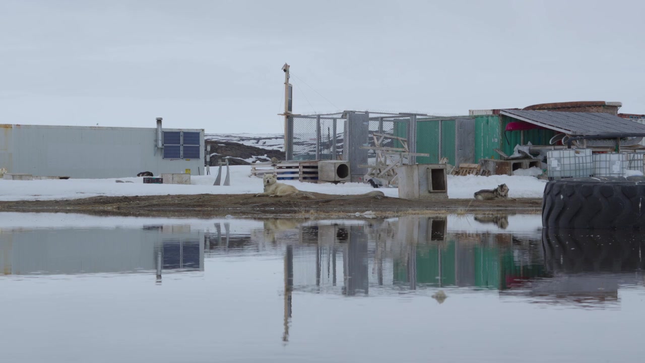 Iqaluit, Nunavut'taki geleneksel bir köpek bahçesinde dinlenen kızak köpeklerinin yer seviyesinden çekimi. Tamamen durgun bir ilkbahar eriyik suyu birikintisi üzerinde güzel bir ayna yansıması.