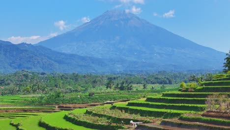 aerial view of fresh paddy rice and mountain background