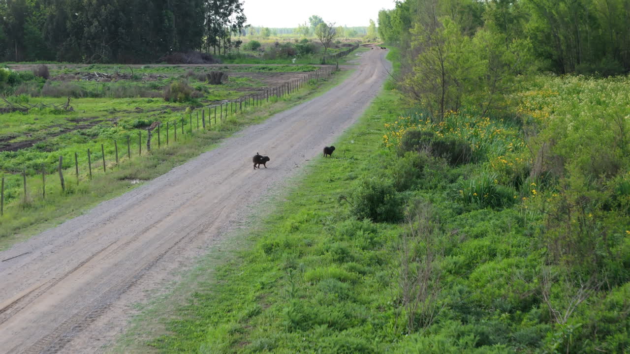 Aerial descend to capybara resting near a dirt road, standing out against surrounding greenery