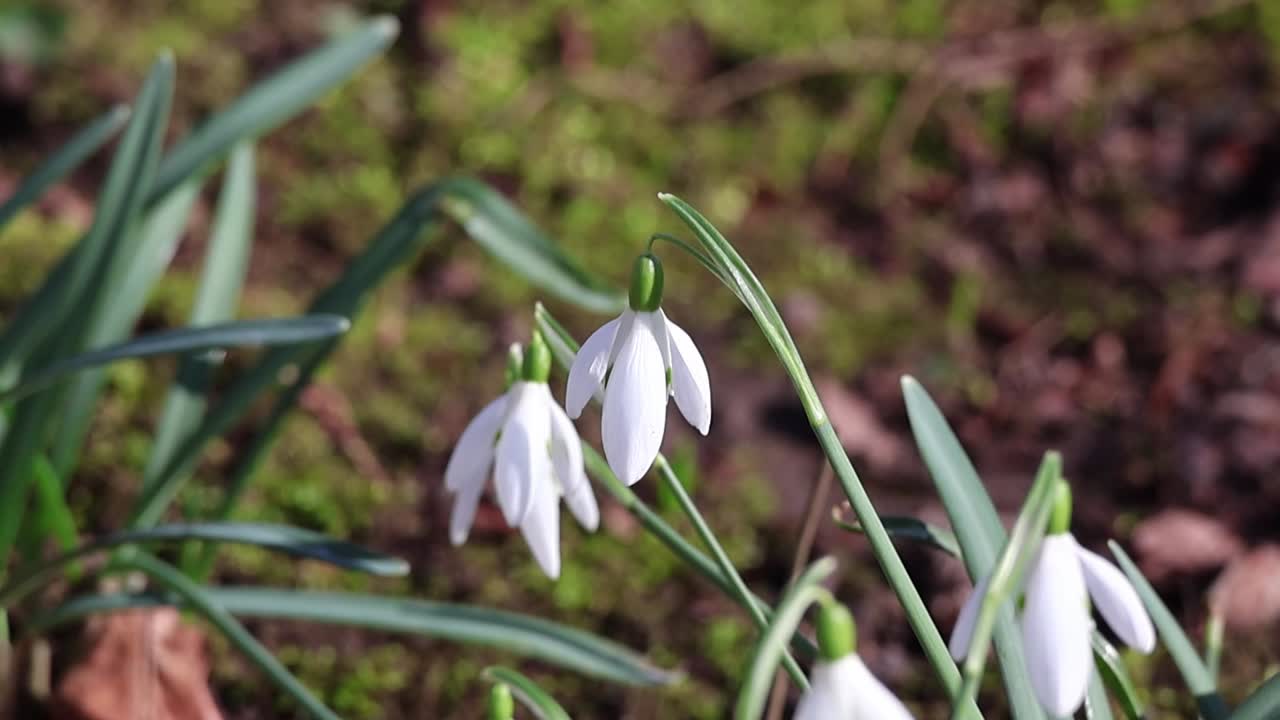 Bucaneve che emergono dal terreno, annunciando l'inizio della primavera.