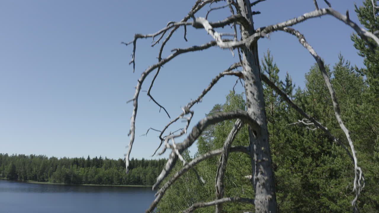 One dead tree surrounded by green trees in forest next to a lake shore