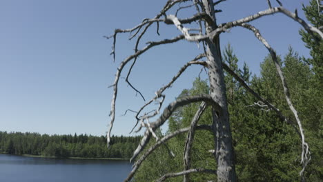 Ein-Toter-Baum,-Umgeben-Von-Grünen-Bäumen-Im-Wald-Neben-Einem-Seeufer