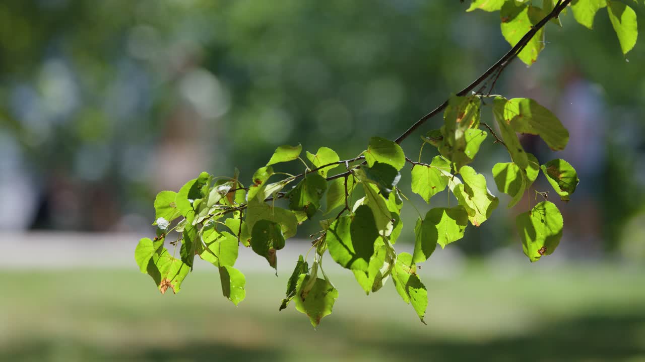 Close-up of leafy branch moving gently in sunlight, blurred park background, shallow depth of field
