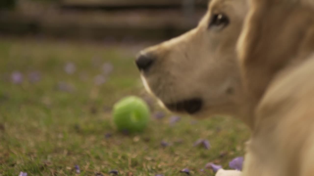 Cane che mastica, ripreso da dietro al rallentatore nel tardo pomeriggio.