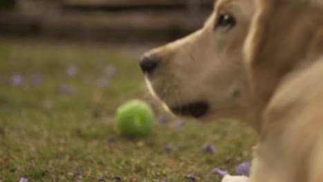 Kauender-Hund,-Aufnahme-Von-Hinten-In-Zeitlupe-Am-Späten-Nachmittag