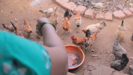 lots of hens eating food wide view
