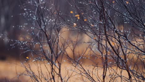 thin black birch tree branches are beaded by raindrops