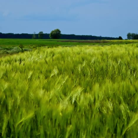 young wheat field