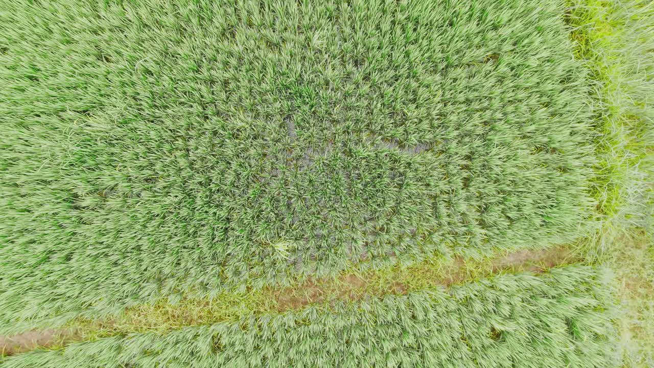 Drone captures sweeping green farmland and tranquil countryside. Ideal for nature, agriculture, and rural lifestyle projects, highlighting lush crops, flowing irrigation, and peaceful scenery