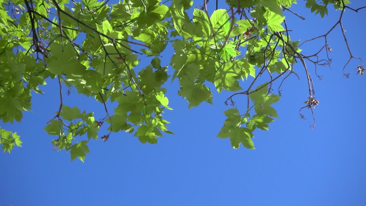 hojas verdes brillantes y vibrantes de árboles ondeando en el viento contra el cielo azul