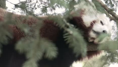 panda rojo descansa en un bosque