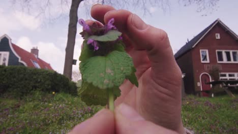 una mano tocando el tallo de la flor de prímula escogida en el jardín trasero de una zona residencial - toma de mano de cerca