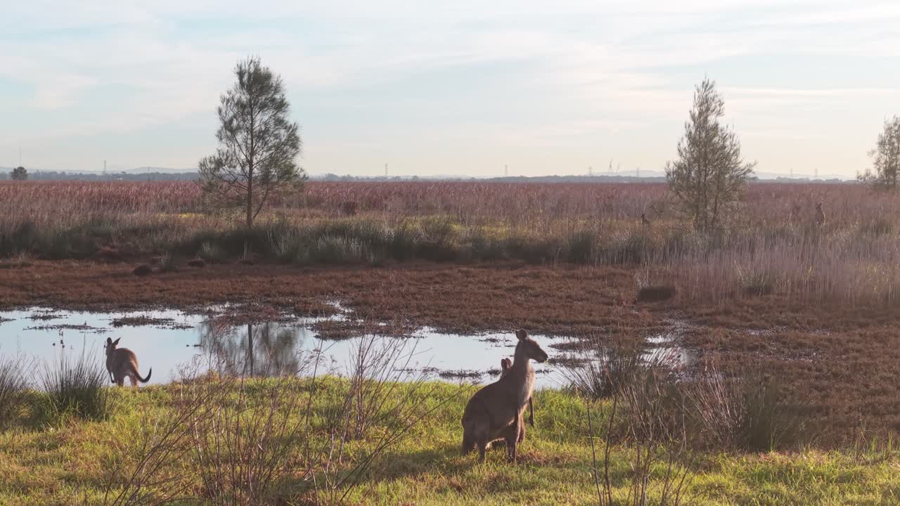 Kangaroos move slowly through dawn light in rural landscape under pale blue morning sky along the water edge hopping in slow motion, aerial approach