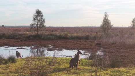 kangaroos move slowly through dawn light in rural landscape under pale blue morning sky along the water edge hopping in slow motion, aerial approach