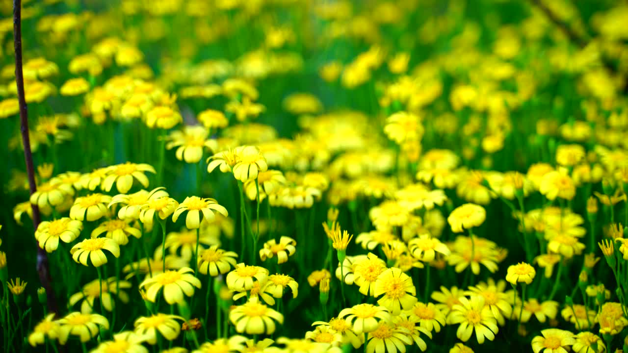 태양-21에 빛나는 정원의 꽃