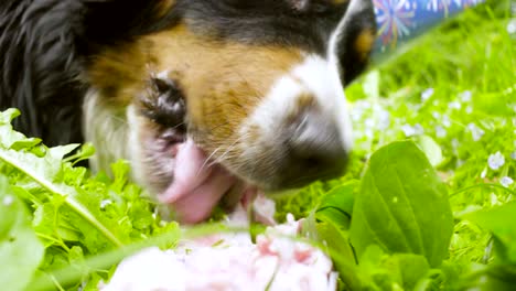 un perro con una gorra festiva comiendo un hueso