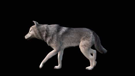 Eine-Laufschleife-Eines-Grauen-Wolfes-Auf-Schwarzem-Hintergrund-Mit-Alphakanal-Am-Ende-Des-Videos,-3D-Animation,-Animierte-Tiere,-Nahtlose-Schleifenanimation