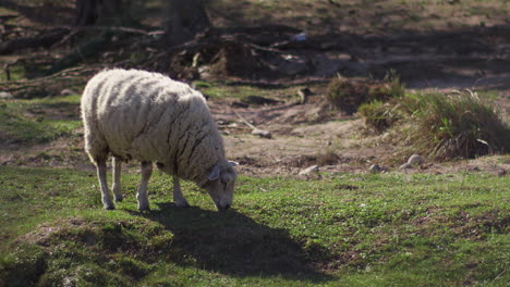 fluffy sheep grazing on green pasture under the sunlight