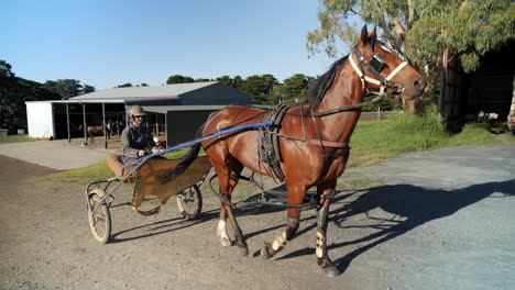 harness racing horse follow pan