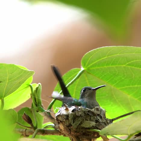 Ein-Kubanisches-Smaragdkolibri-Weibchen-Landet-Auf-Ihrem-Nest