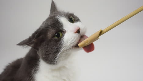 white cat with grey head and back licking a treat stick in front of a neutral white background, calm medium static