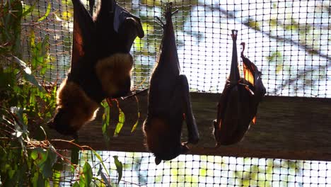 una toma de primer plano de un campamento de pequeños zorros voladores rojos, una especie nativa de murciélago australiano, descansando y colgando al revés en un entorno cerrado durante el día