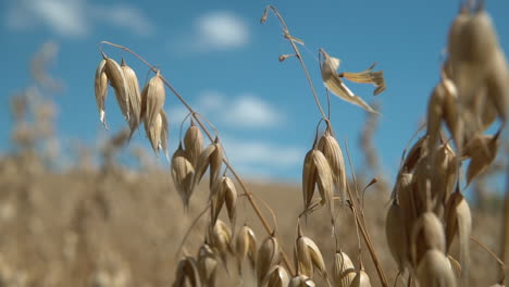 shallow focus macro of ears of barley wheat