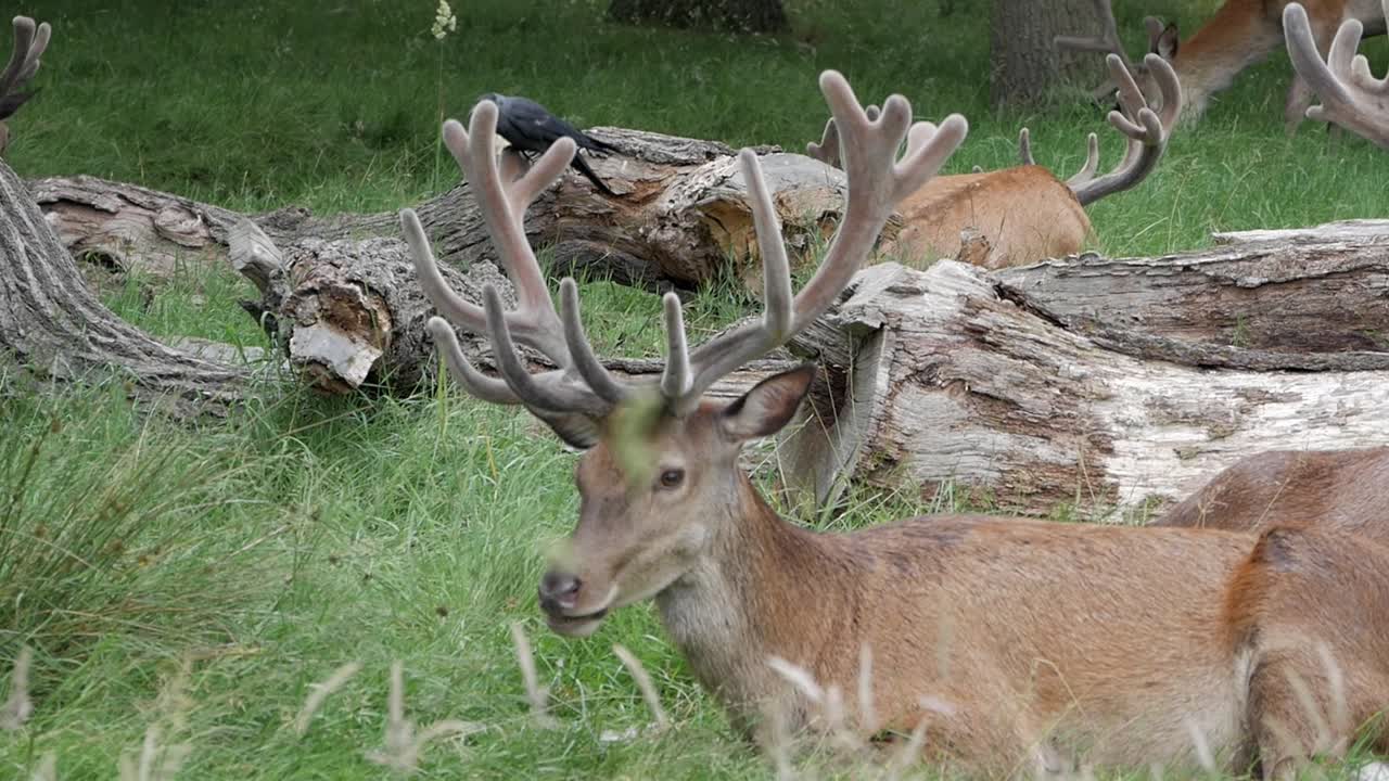Herd of deer resting on grass by fallen log on their habitat. Closeup deer has crow on top of antlers. Birds have mutualism relation with the hervibores. Feeding on ticks, fleas, parasite on their fur
